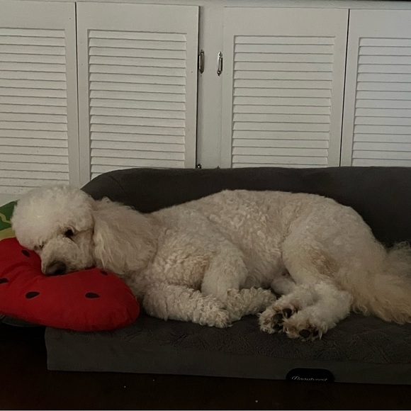 Meet your Posher, Lilly - Picture 5 of 5